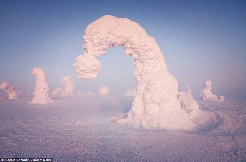 Замерзшие деревья Арктики, финской Лапландии, фотограф Никколо Бонфандини