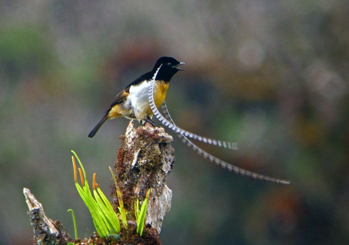 райские птицы, птицы новой гвинеи и австралии, Paradisaeidae, Bird of Paradis