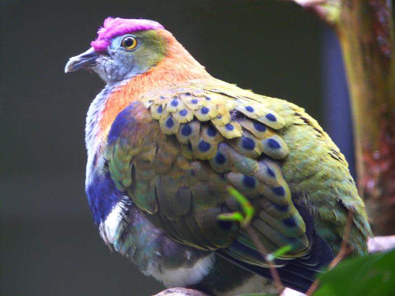 райские птицы, птицы новой гвинеи и австралии, Paradisaeidae, Bird of Paradis