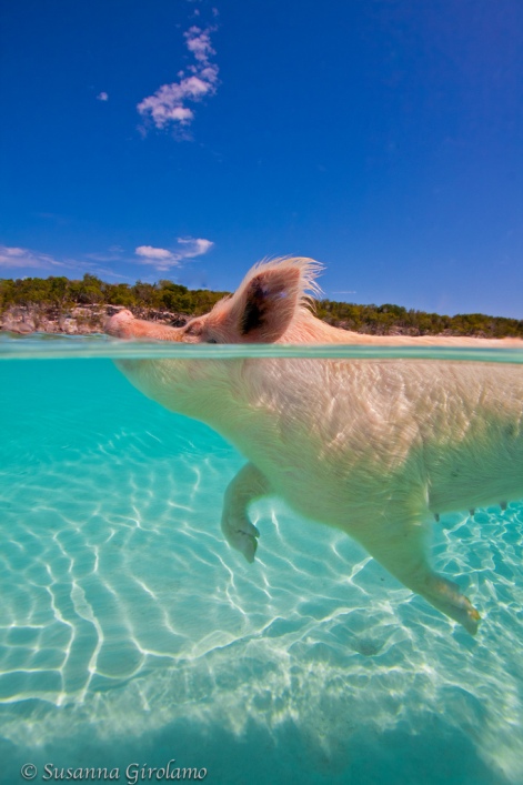 Плавающие свиньи на острове Биг Мэйджор Кэй (Big Major Cay), Багамские острова