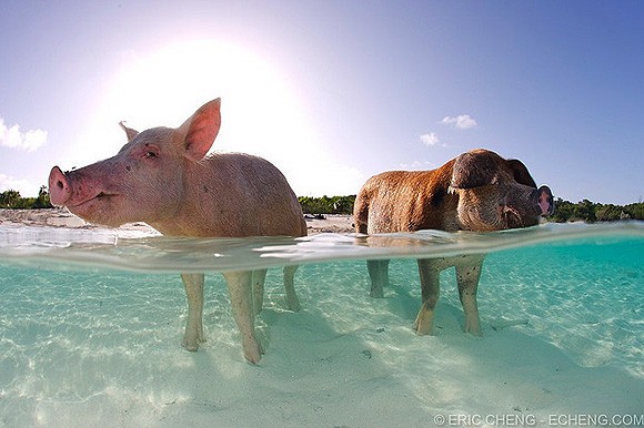 Плавающие свиньи на острове Биг Мэйджор Кэй (Big Major Cay), Багамские острова