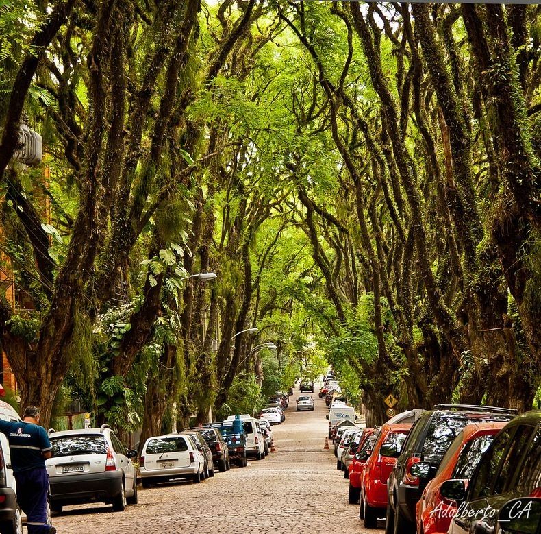 Зеленая улица Руа-Гонсалу-де-Карвальо (Rua Gonçalo de Carvalho), Бразилия