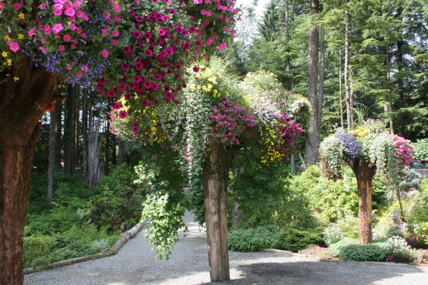 Ботанический Сад Ледник (Glacier Gardens) деревья вверх тормашками, деревья-клумбы, Джуно, Аляска