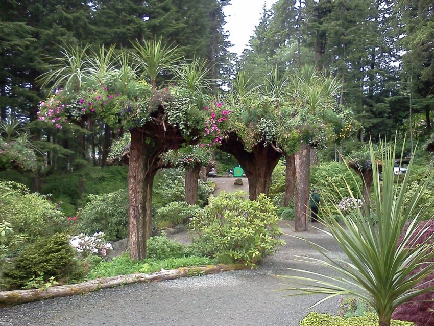 Ботанический Сад Ледник (Glacier Gardens) деревья вверх тормашками, деревья-клумбы, Джуно, Аляска