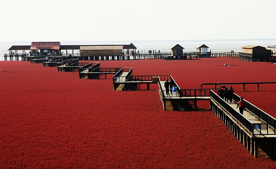 Красный пляж Паньцзинь (Panjin Red Beach), Китай