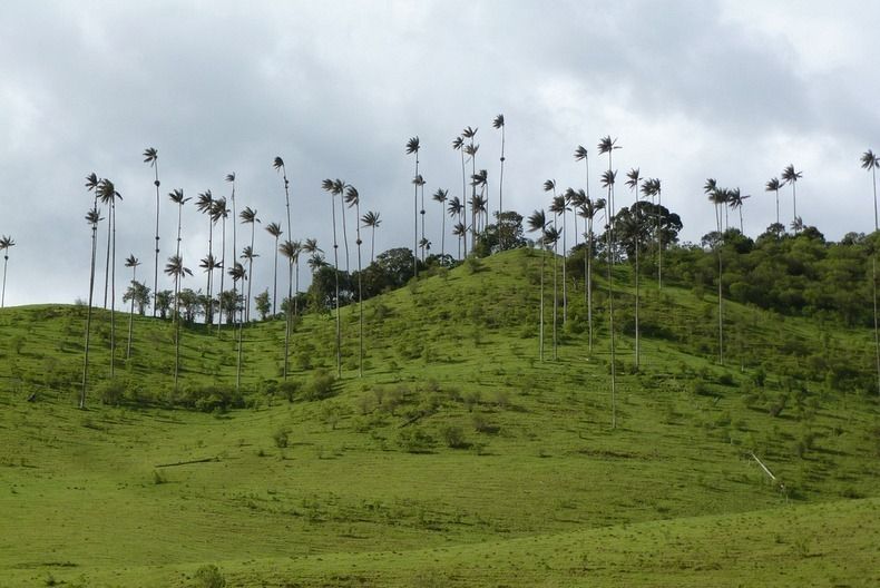 Долина самых высоких пальм - «Долина Кокора» (Valle de Cocora), Колумбия