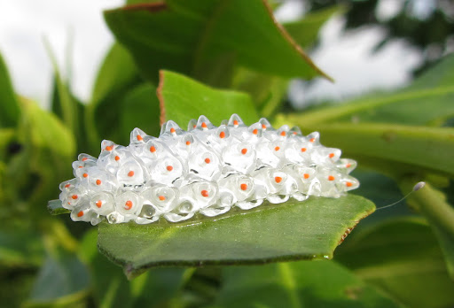 Гусеница Jewel Caterpillar (Acraga coa)