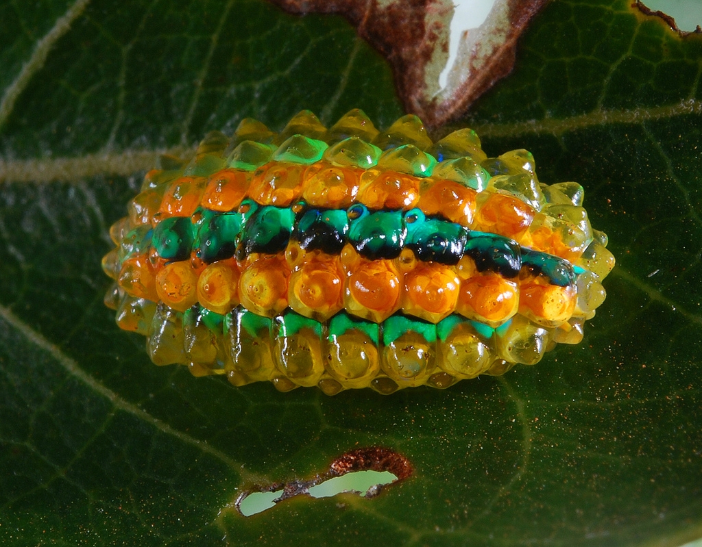 Гусеница Jewel Caterpillar (Acraga coa)