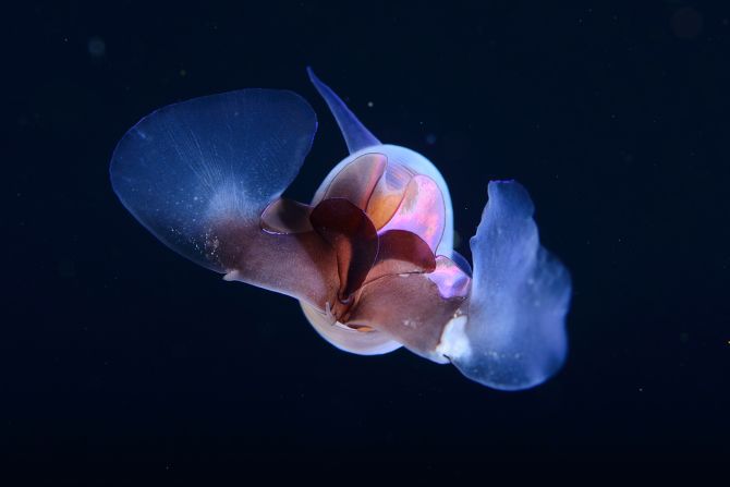 орской ангел (Clione limacina), вид брюхоногих моллюсков из отряда Голотелых