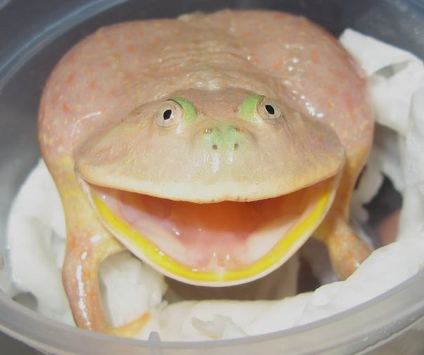 Лягушка Баджита (Budgett's Frog), или Щитоспинки (Lepidobatrachus)