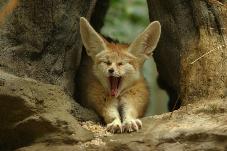 Фенек (Vulpes zerda), фенька, самая красивая лиса с большими ушами