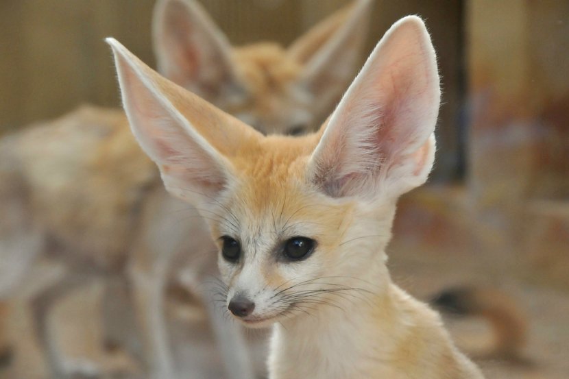 Фенек (Vulpes zerda), фенька, самая красивая лиса с большими ушами