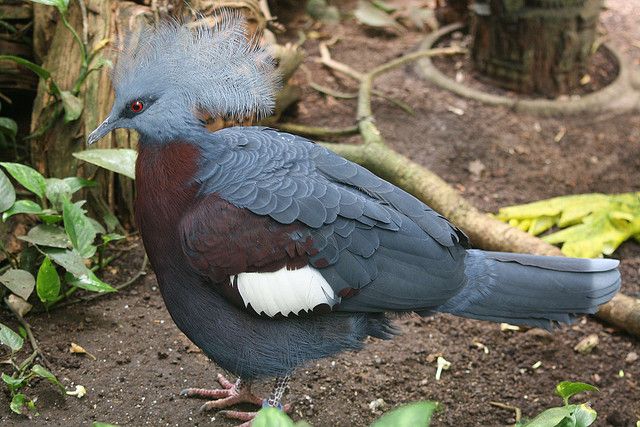 Каштановогрудый венценосный голубь (лат. Goura scheepmakeri)