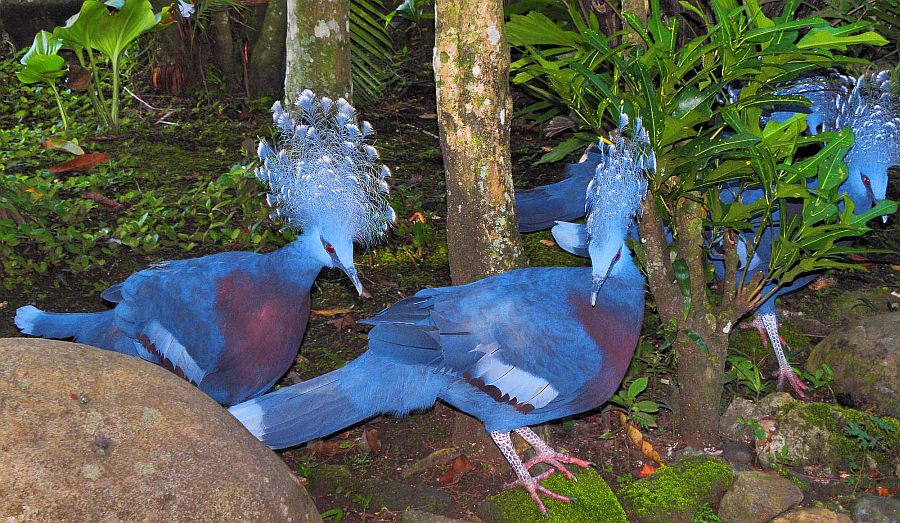 Веероносный венценосный голубь (лат. Goura victoria)