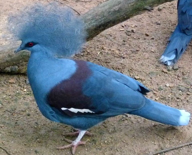 Голубохохлый венценосный голубь (лат. Goura cristata)