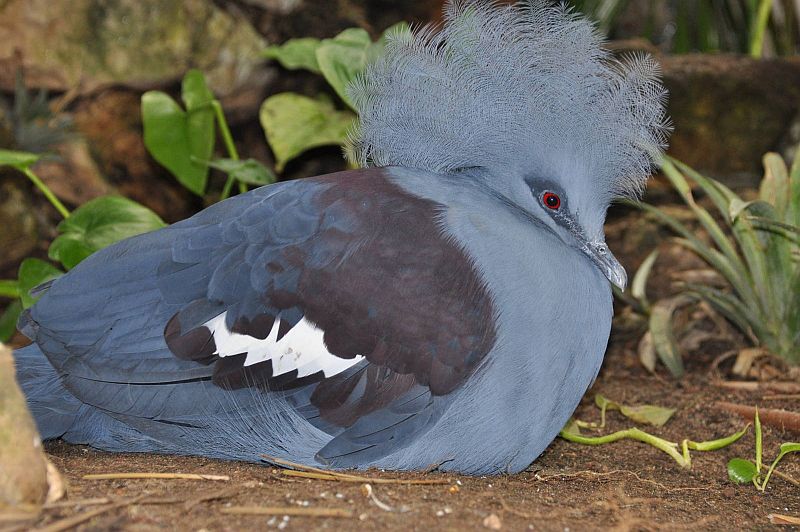 Голубохохлый венценосный голубь (лат. Goura cristata)