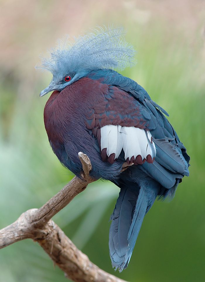 Каштановогрудый венценосный голубь (лат. Goura scheepmakeri)