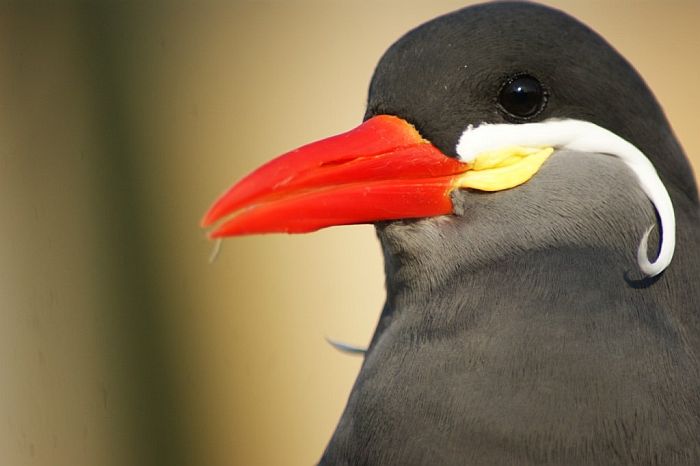 Крачка-инка, усатая птица Южной Америки