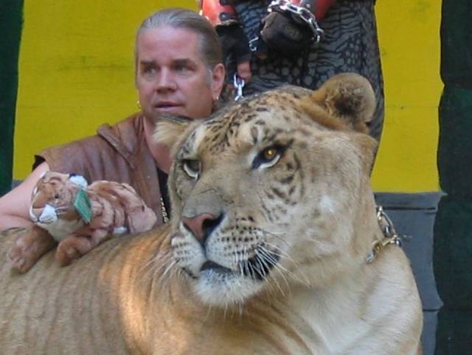 Лигр (Liger) - самая большая кошка в мире