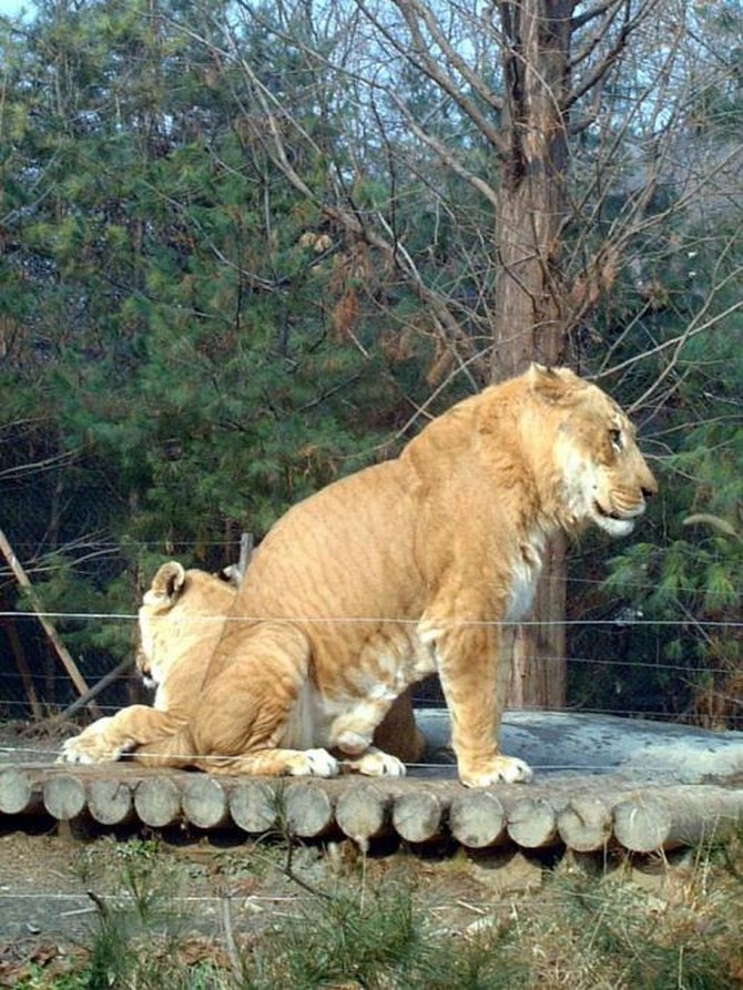 Лигр (Liger) - самая большая кошка в мире, самая крупная кошка