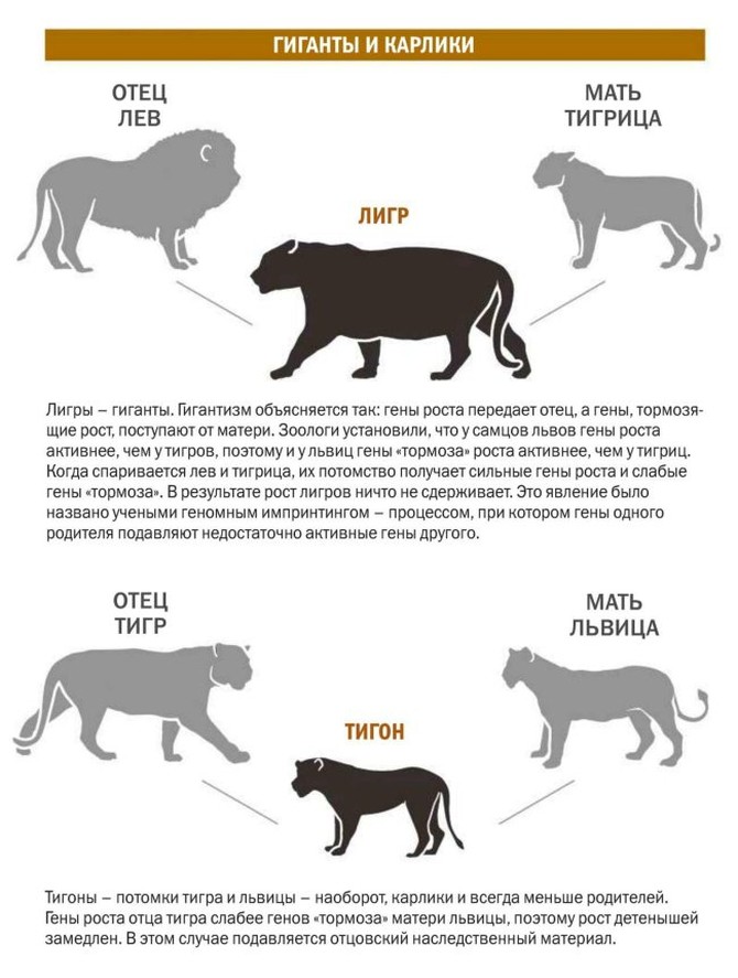  Лигр (Liger) - самая большая кошка в мире 