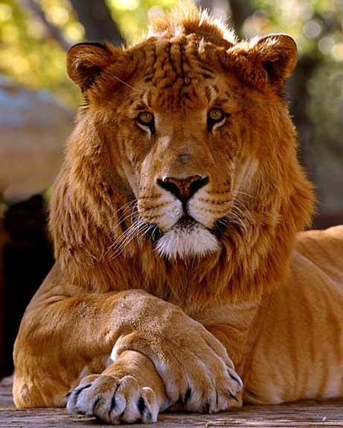 Лигр (Liger) - самая большая кошка в мире, самая крупная кошка
