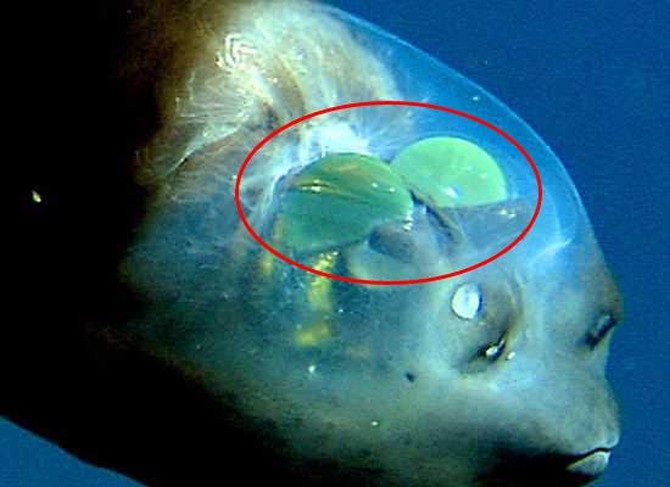 Малоротая макропинна, бочкоглаз (Macropinna microstoma), рыба с прозрачной головой