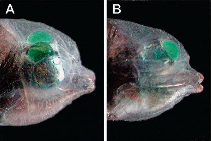 Малоротая макропинна, бочкоглаз (Macropinna microstoma), рыба с прозрачной головой