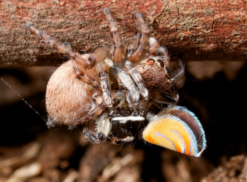Паук-павлин (Maratus volans) - самый красивый паук в мире