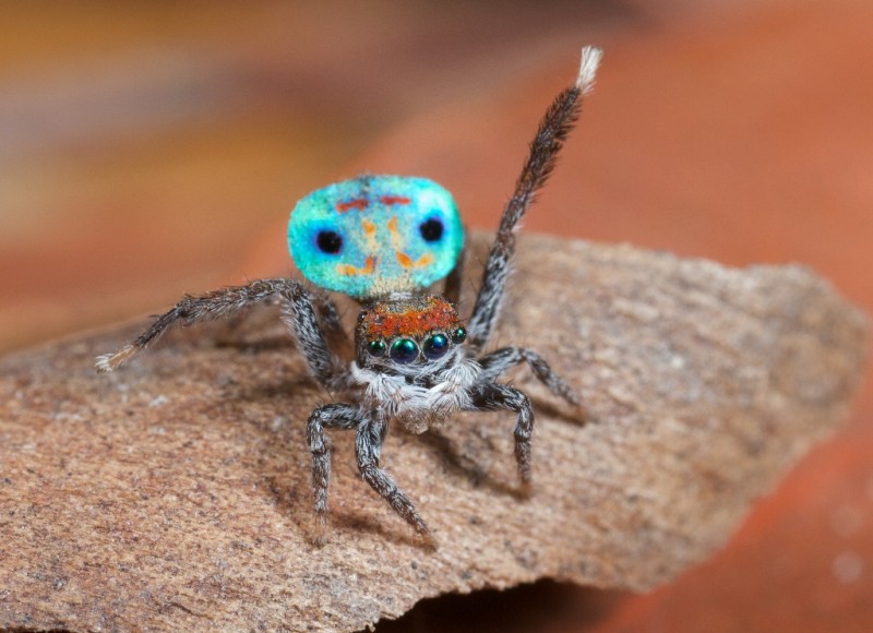 Паук-павлин (Maratus volans), самый красивый паук в мире, павлиний паук, Австралия