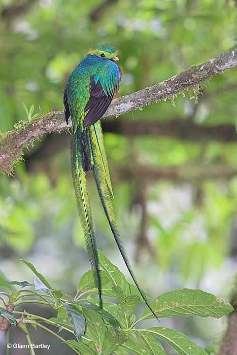 Квезаль или кетсаль (лат. Pharomachrus mocinno, англ. Resplendent Quetzal)