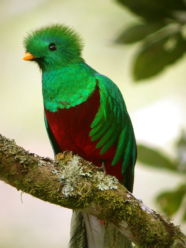 Квезаль или кетсаль (лат. Pharomachrus mocinno, англ. Resplendent Quetzal)
