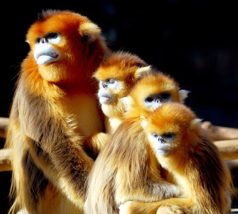 Золотистые курносые обезьяны (Pygathrix roxellana), Китай. Сычуань