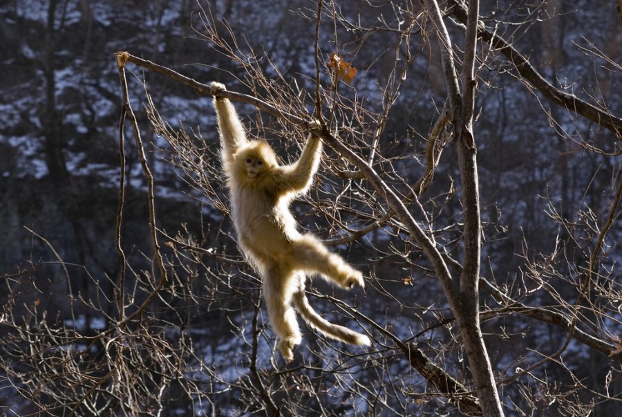 Золотистые курносые обезьяны (Pygathrix roxellana), Китай. Сычуань