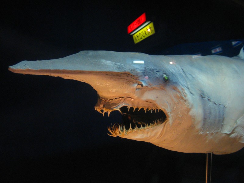 Акула-домовой, или скапаноринх (лат. Mitsukurina owstoni), глубоководная акула, акула-гоблин