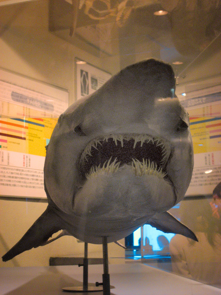 Акула-домовой, или скапаноринх (лат. Mitsukurina owstoni), глубоководная акула, акула-гоблин