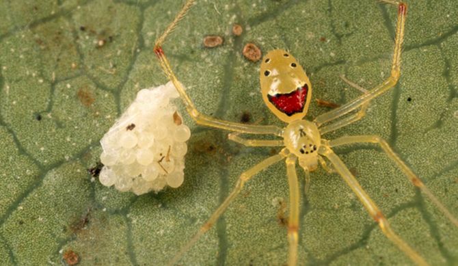 Улыбающийся паук (лат. Theridion grallator, англ. Happy face spider), паук с человеческим лицом,