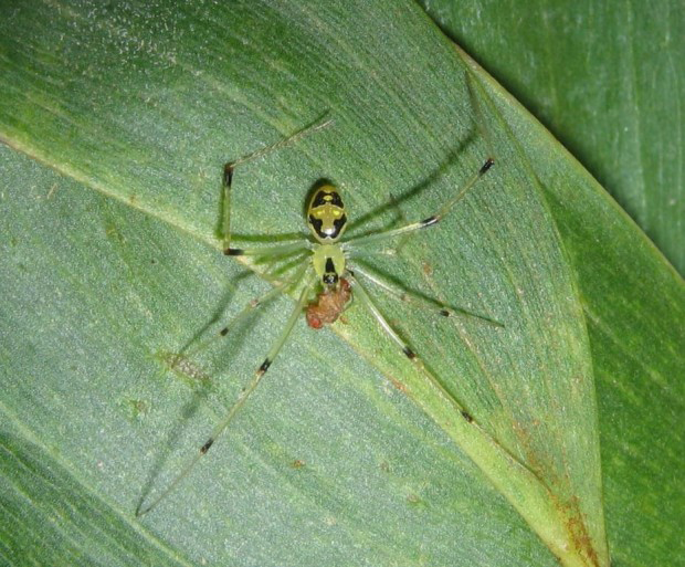 Улыбающийся паук (лат. Theridion grallator, англ. Happy face spider), паук с человеческим лицом,