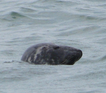 Серый тюлень (Halichoerus grypus) в Крыму