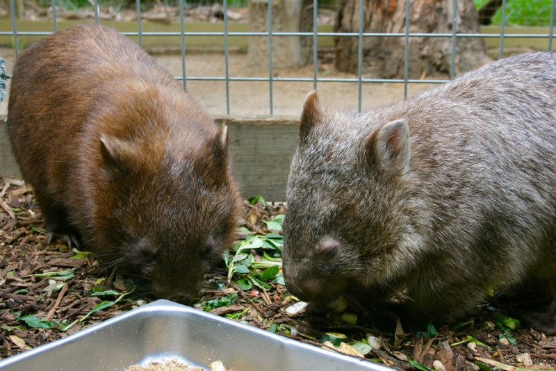 Вомбаты, wombats, vombatidae, двурезцовые сумчатые, Австралия,