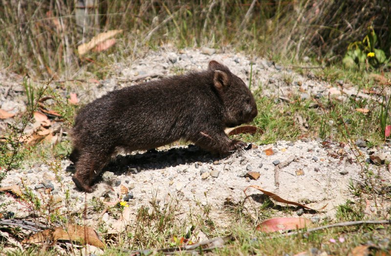 Вомбаты, wombats, vombatidae, двурезцовые сумчатые, Австралия,