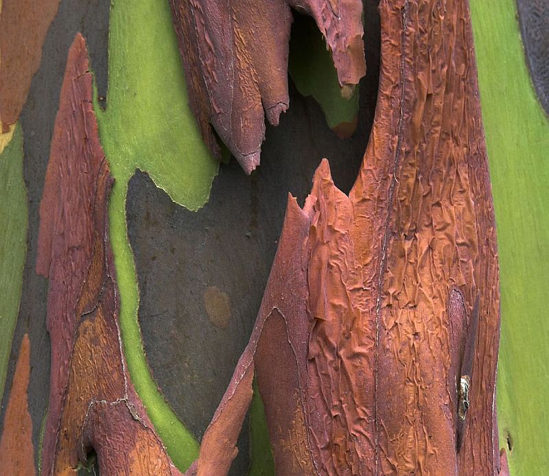Радужный эвкалипт (Eucalyptus deglupta)