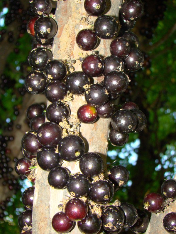 Жаботикаба, джаботикаба, Myrciaria caulifloria, бразильское виноградное дерево, Бразилия