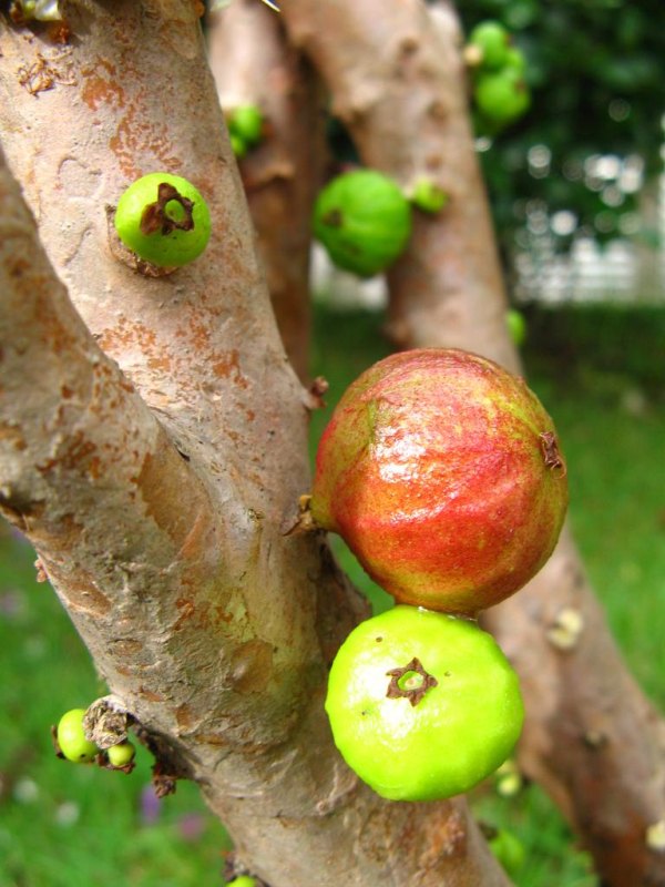 Жаботикаба, джаботикаба, Myrciaria caulifloria, бразильское виноградное дерево, Бразилия