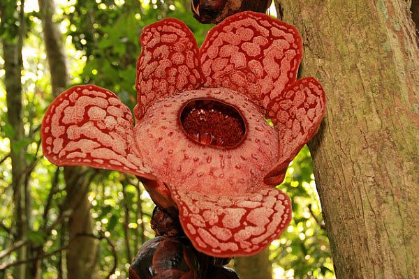 Раффлезия (Rafflesia) - самый большой в мире цветок