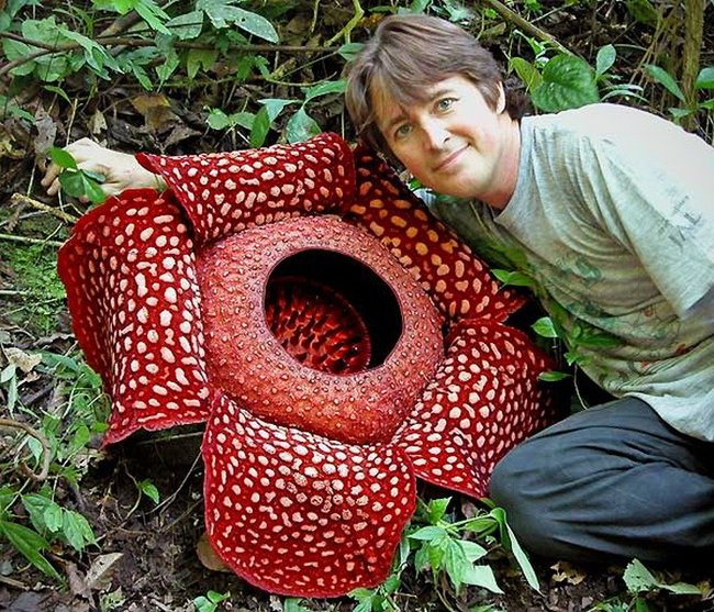 Раффлезия (Rafflesia) - самый большой в мире цветок