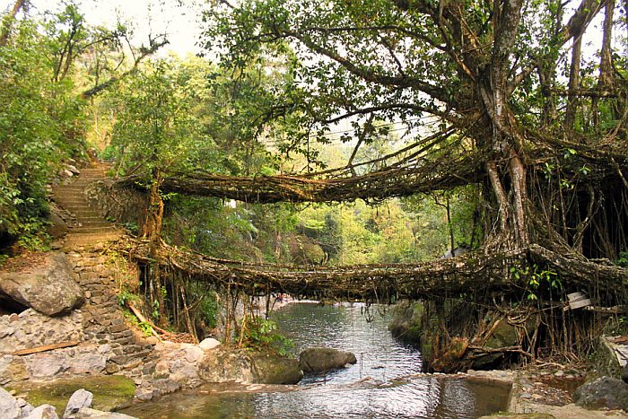 "Живые мосты" Индия, штат Мегхалаи, Черапунджи
