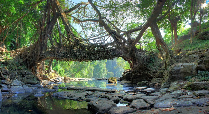 "Живые мосты" Индия, штат Мегхалаи, Черапунджи
