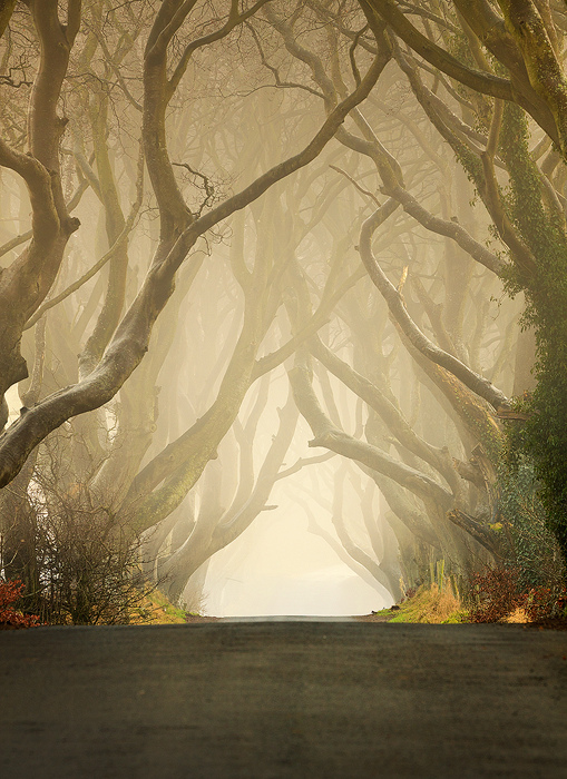 Таинственная аллея «Темная изгородь» (The Dark Hedges) в Ирландии