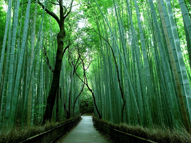 Бамбуковый лес Сагано (Sagano Bamboo Forest) в Киото, Япония